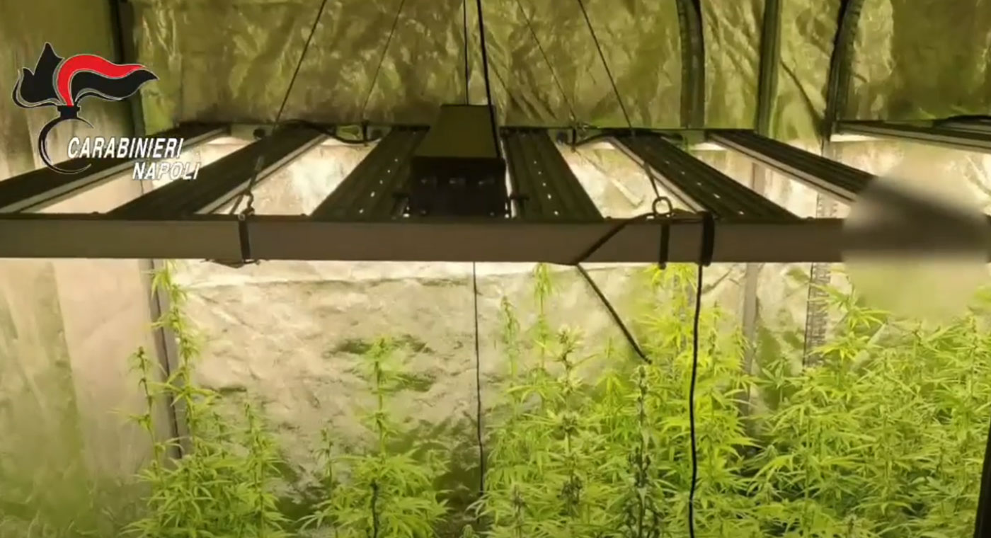 Marano di Napoli - Sequestrata in una villa serra per la coltivazione di marijuana. Arrestato 63enne
