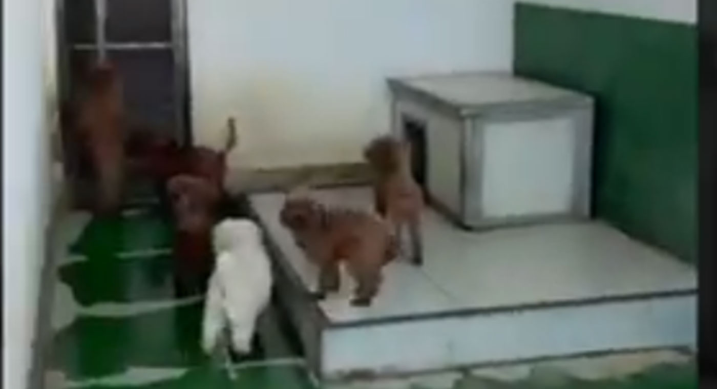 Villaricca, allevamento abusivo di barboncini toy sul tetto di un palazzo: sequestrati 26 cuccioli