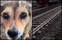 Cagnolina legata sui binari e uccisa, la confessione choc: "Mi hanno chiesto di farlo"