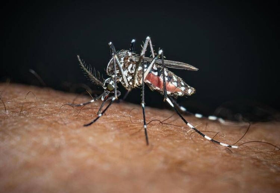Sos Dengue e Chikungunya, aumentano i casi autoctoni: la mappa del rischio in Italia