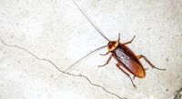 Come eliminare le blatte da casa
