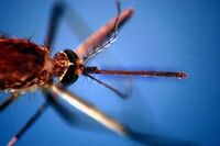 West Nile, morta a Fondi 82enne: era stata ricoverata per febbre e stato confusionale