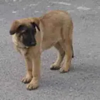 Si è smarrito un cane di nome Lux, appello di un cittadino