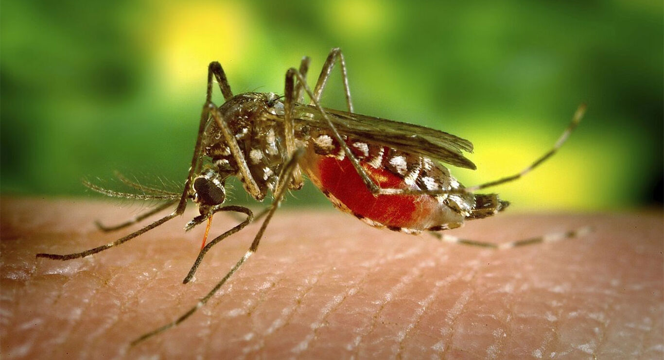 Torre Annunziata - Emergenza West Nile, il movimento “Ce Avite Accise a Salute”: appello al sindaco