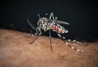 Chikungunya, il 'caso zero' nel bolognese è importato: nessuna infezione autoctona