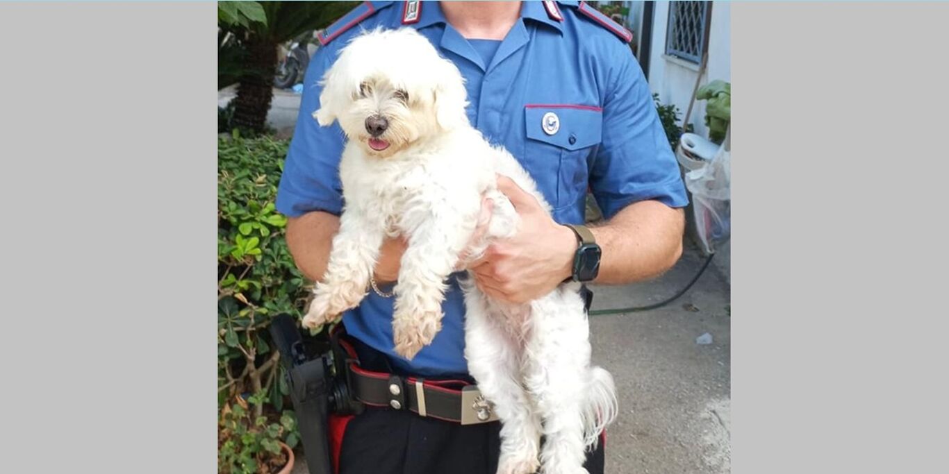 Rapimento a Varcaturo: un cagnolino "riscattato" per 450 euro: arrestato 16enne