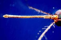 West Nile, seconda vittima in Campania: morto un 74enne