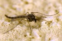 West Nile, Rezza: "In Campania tasso letalità elevato, possibile sottostima dei casi"