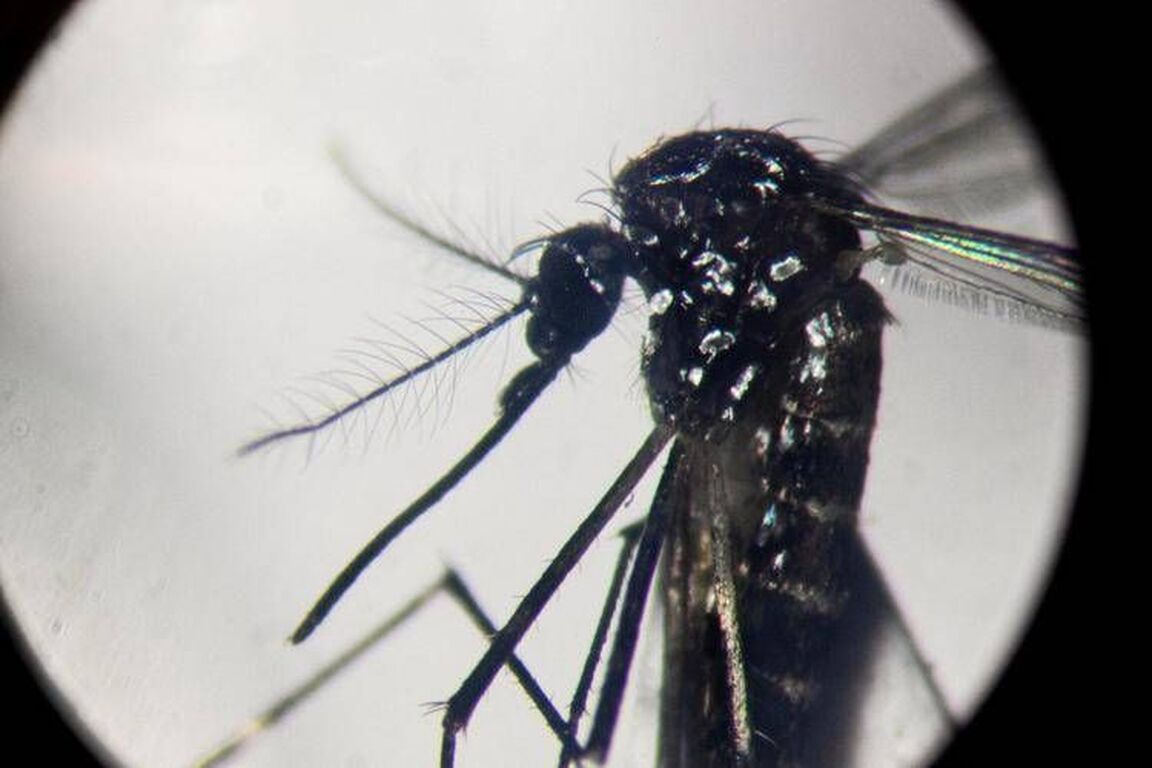 West Nile, Pregliasco: "Casi reali? Fino a 150 in più. Picco verso metà agosto"