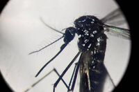 West Nile, Pregliasco: "Casi reali? Fino a 150 in più. Picco verso metà agosto"