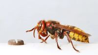 Come allontanare i calabroni in modo naturale: 5 soluzioni ecologiche