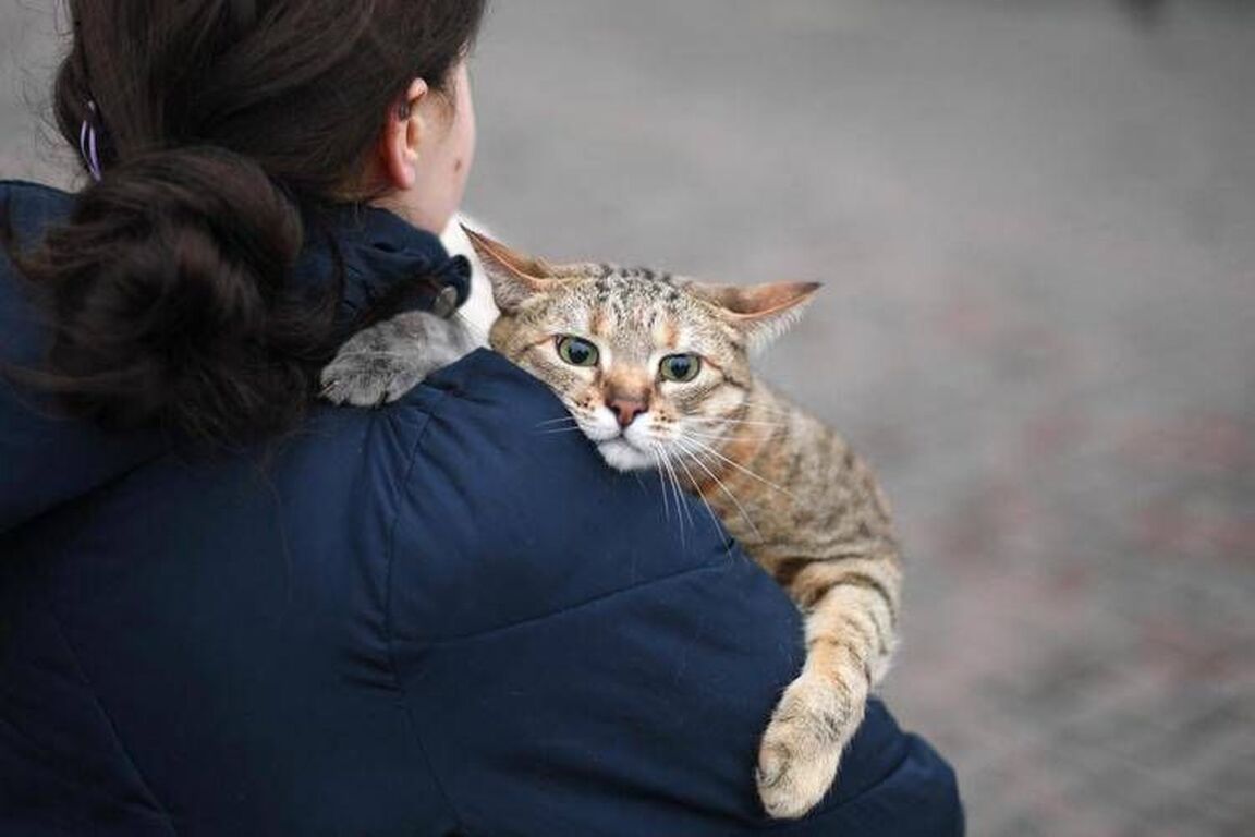 Gatti anziani come gli umani, con l'età anche i mici dimenticano: lo studio