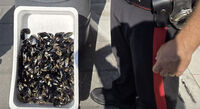 Boscoreale - Frutti di mare pericolosi: sequestrati 113 chili a venditori abusivi