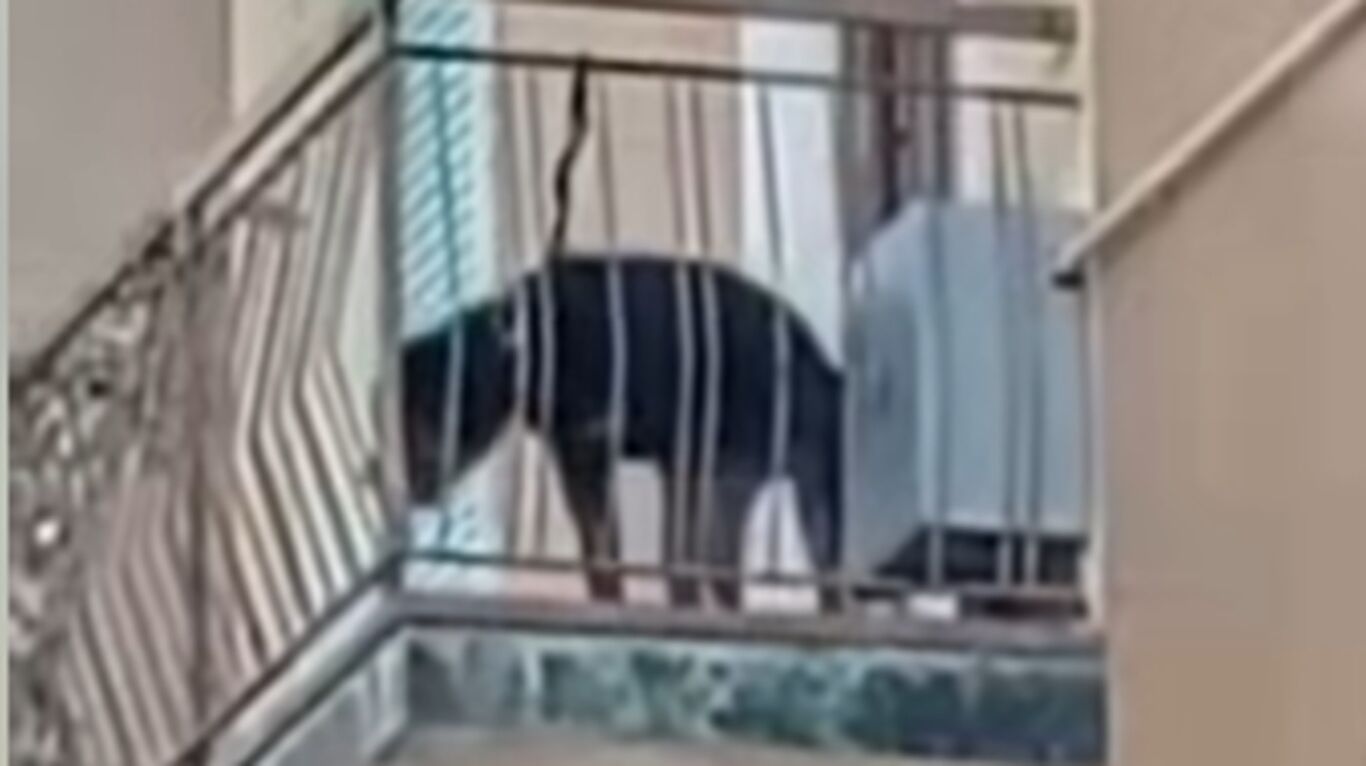 Sant'Anastasia e Brusciano - Storie di cani abbandonati: due denunce e pesanti sanzioni
