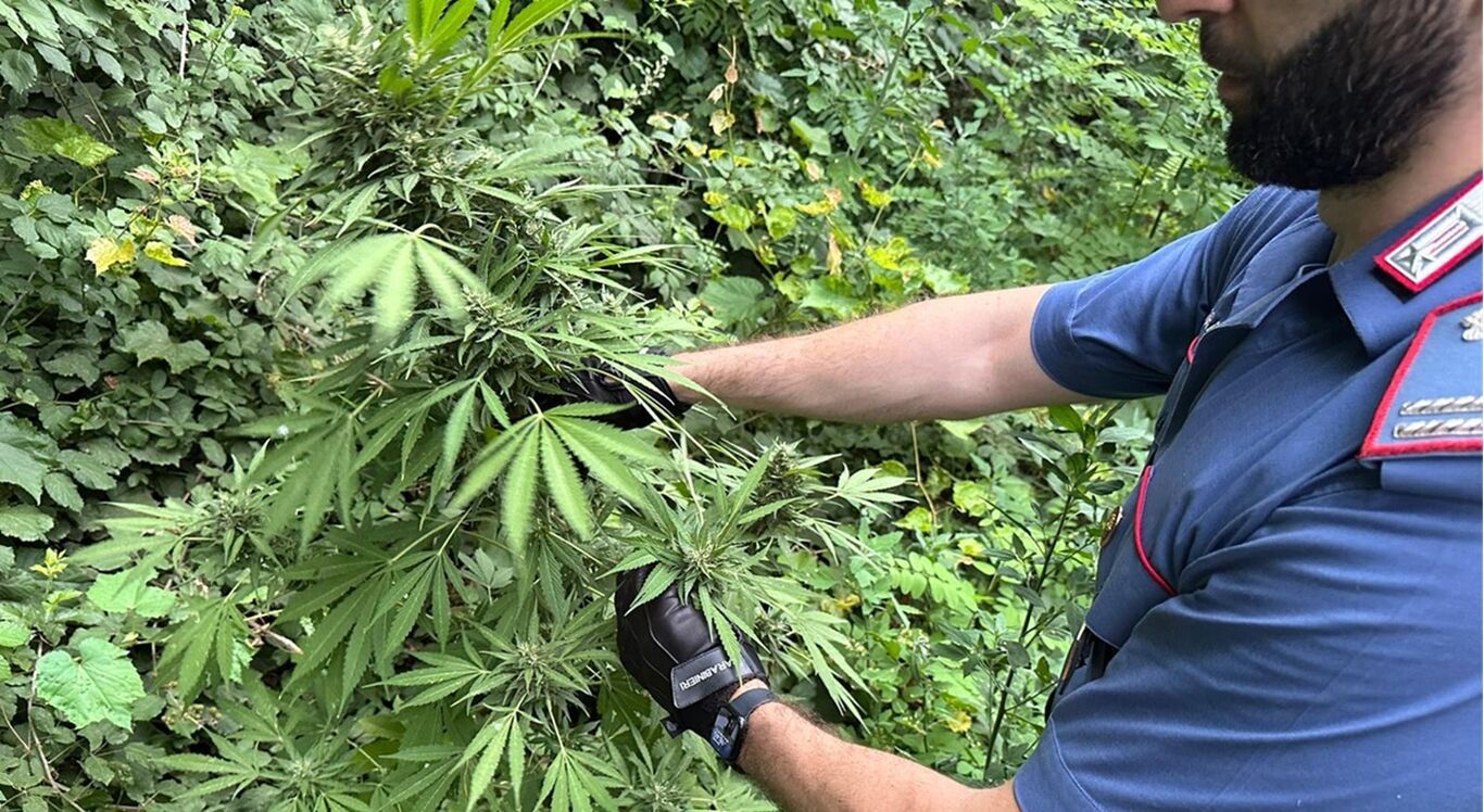 Piantagione di cannabis sui Lattari: maxi-sequestro dei Carabinieri