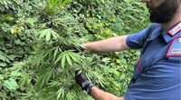 Piantagione di cannabis sui Lattari: maxi-sequestro dei Carabinieri