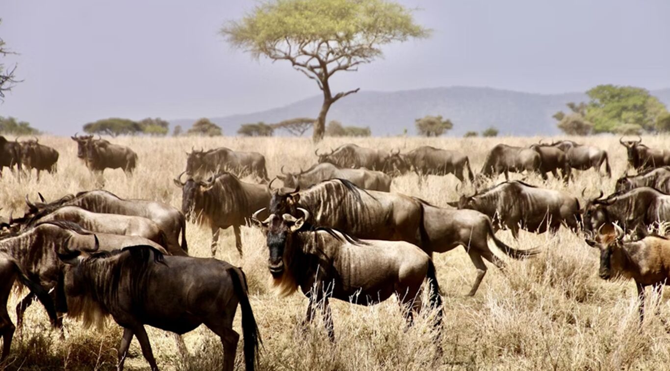 I grandi parchi africani: dove vivere l'emozione di un safari indimenticabile