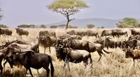 I grandi parchi africani: dove vivere l'emozione di un safari indimenticabile