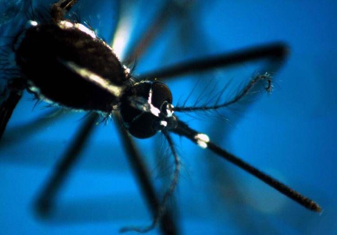 West Nile, nuovo caso a Oristano: 64enne positivo al virus