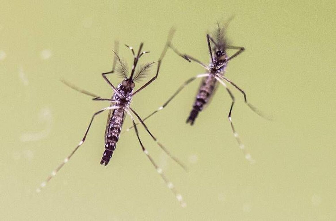Chikungunya, cosa stiamo sbagliando? "Zanzare avanzano e servono più dati"