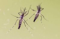 Chikungunya, cosa stiamo sbagliando? "Zanzare avanzano e servono più dati"