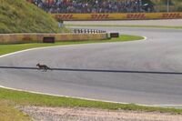 Formula 1, 'invasione di campo' in Olanda. Leclerc: "C'è una volpe in pista"