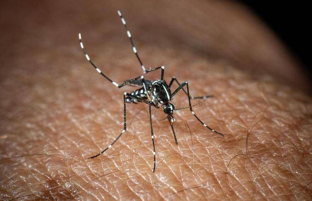 West Nile, Bassetti: "Non è finita, avremo casi fino a ottobre"