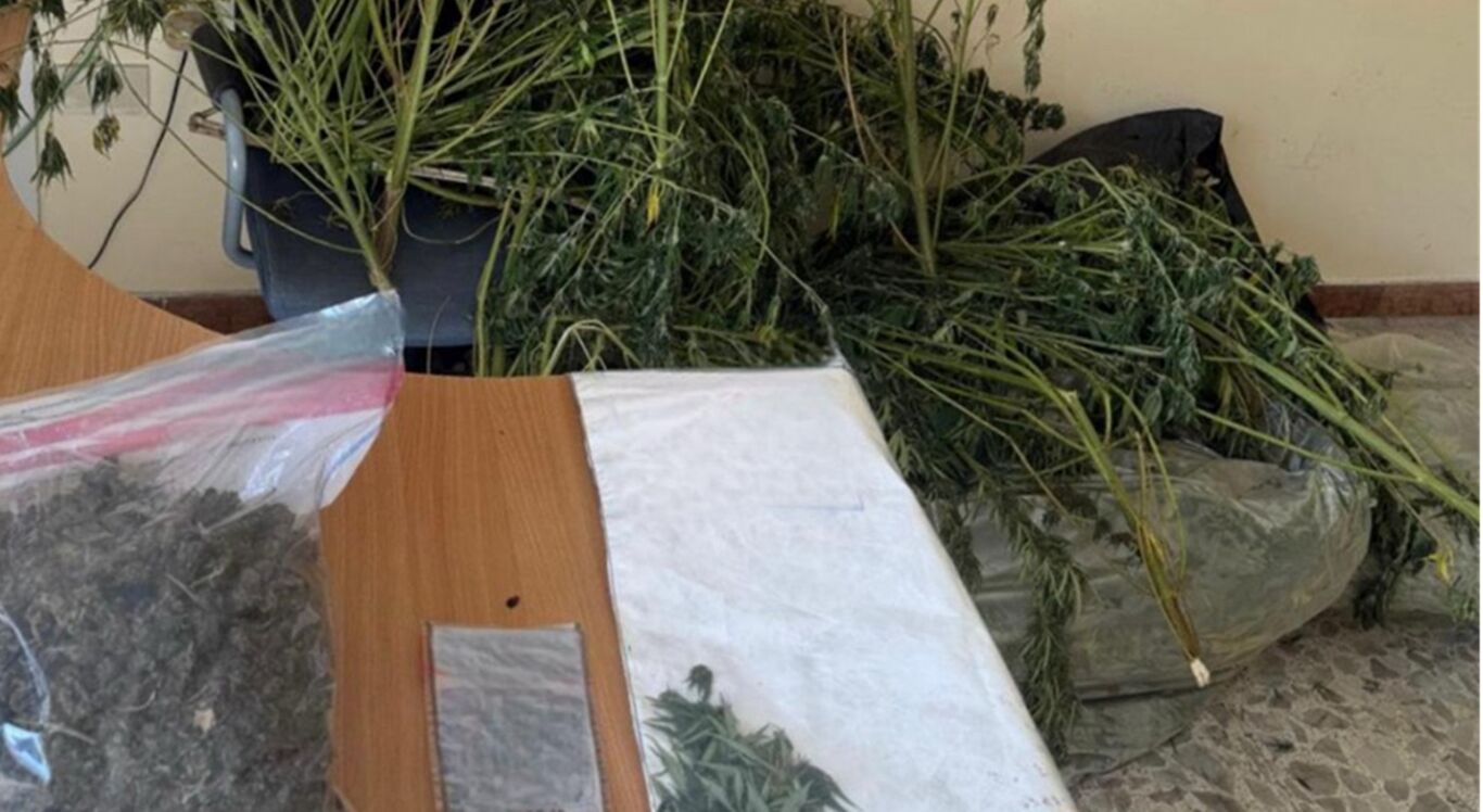 Sorrento - Scoperta piantagione di marijuana: arrestato un 40enne