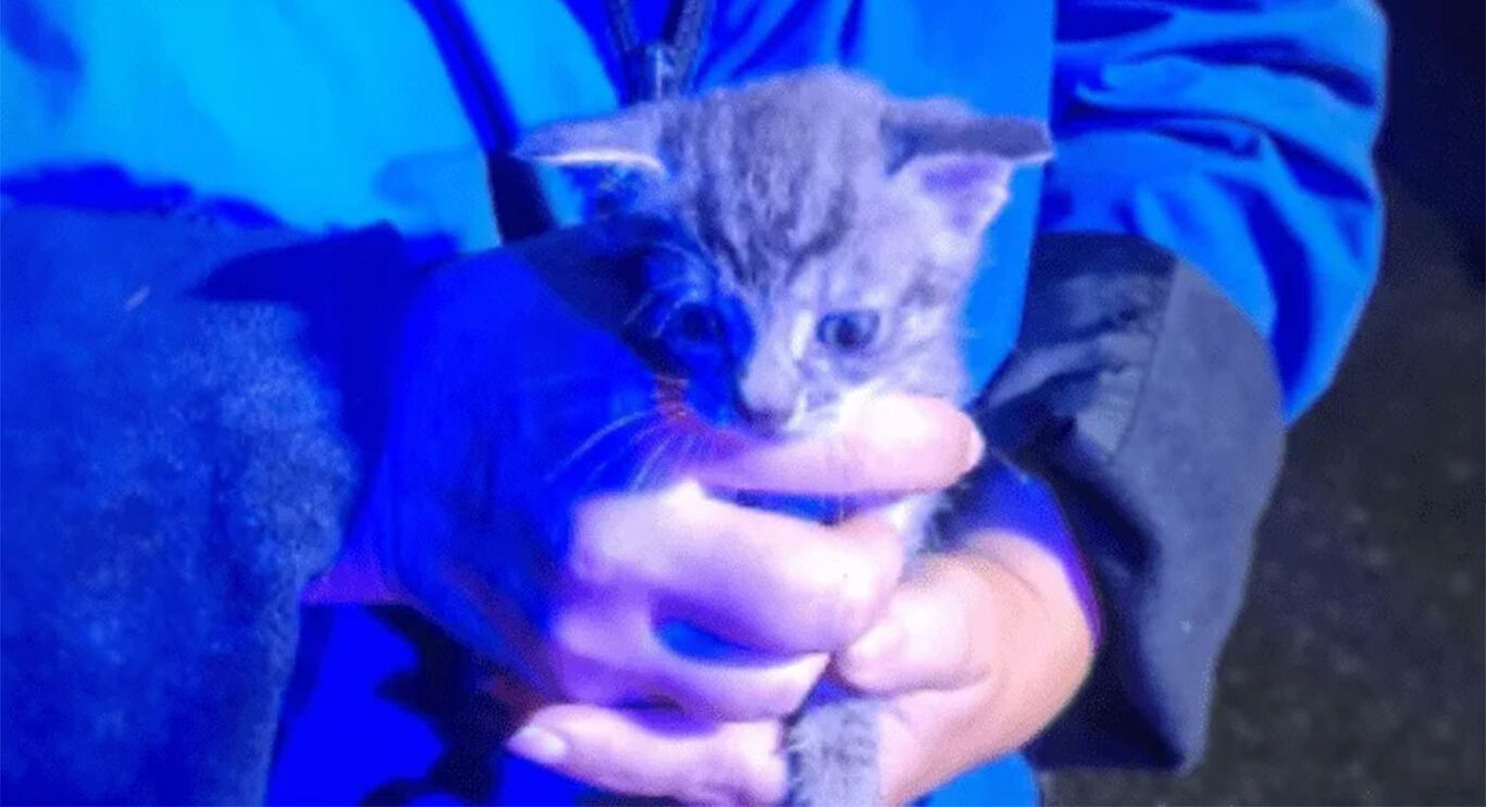 Chiuso in un sacchetto e gettato in una campana del vetro, salvato gattino di 20 giorni