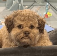 Il cane con la faccia umana, Max è virale sui social: "Somiglia a mio nipote"