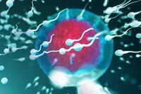 Così corrono gli spermatozoi, scoperte due proteine vitali per la fertilità