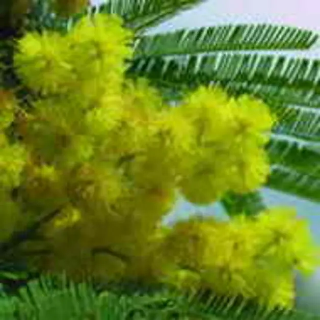 Festa della Donna, gli auguri dei "Torresi nel Mondo"