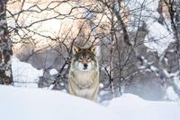 Lupo abbattuto a Trento, Brambilla contro Fugatti: "Ora ha il suo trofeo"