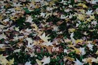 Oggi inizia la nuova stagione, cos'è e quando cade l'equinozio di autunno