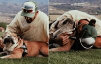 Hamilton, è morto il cane Roscoe: "La decisione più difficile della mia vita"