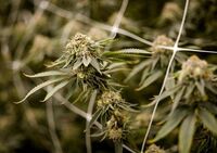 Farmaco con cannabis funziona contro dolore cronico, lo studio