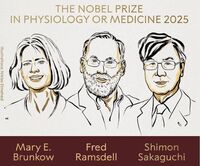 Nobel per la Medicina a Mary E. Brunkow, Fred Ramsdell e Shimon Sakaguchi