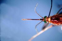 West Nile, terzo morto nell'Oristanese e nuovo contagio: casi salgono a 38