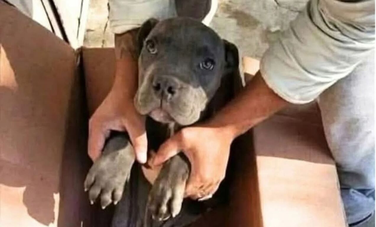 Bambino "abbandona" il suo cane davanti ad un rifugio: "Mio papà lo picchia. Non voglio che soffra"