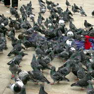 Ordinanza del sindaco sulla sterilizzazione dei colombi