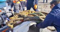 Portici - Operazione della Guardia Costiera: recuperate reti “fantasma” dai fondali