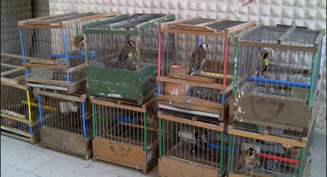 Blitz contro il traffico illegale di cardellini: sette misure cautelari e oltre 40 perquisizioni in Campania