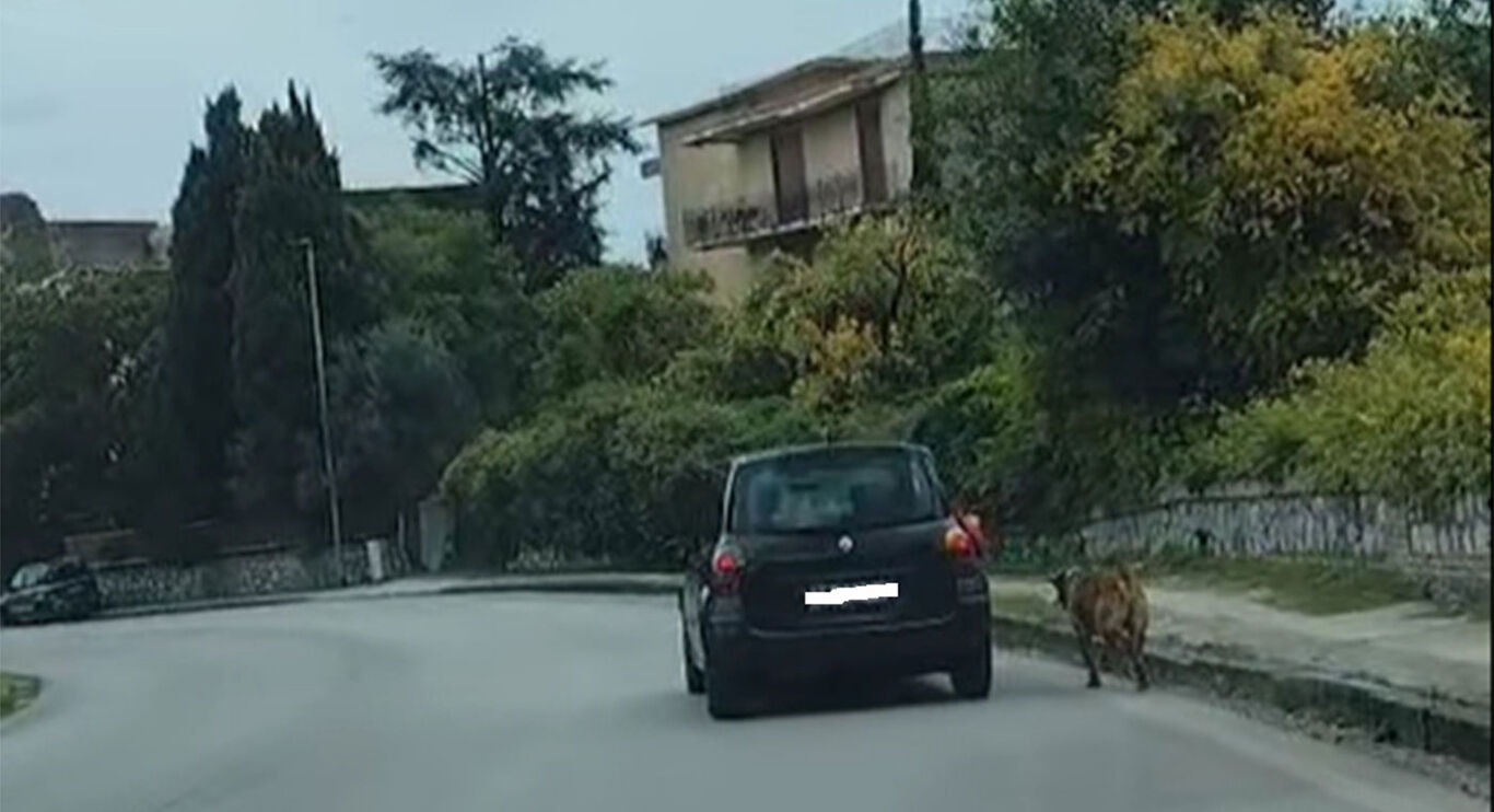Castellammare - Cane trascinato dall'auto: denunciato un 50enne. Il Video