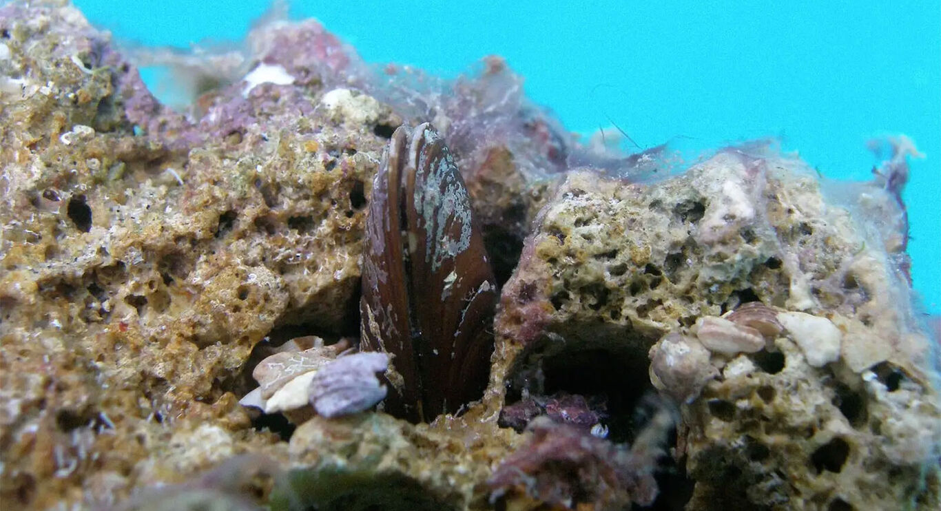 Penisola Sorrentina, pesca illegale di datteri di mare: condanne fino a 7 anni