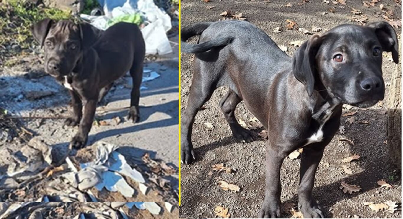 Cuccioli di 4 mesi trovati abbandonati nei rifiuti. Si affidano vaccinati e chippati