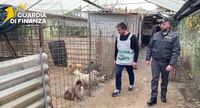 Ercolano, scoperto allevamento abusivo di cani: 43 animali sequestrati