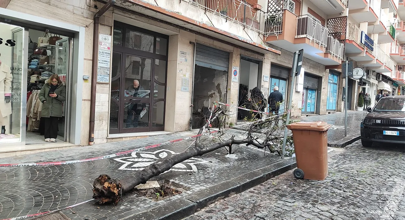 Torre Annunziata, albero cade in via dei Mille: scattano i controlli sul verde pubblico