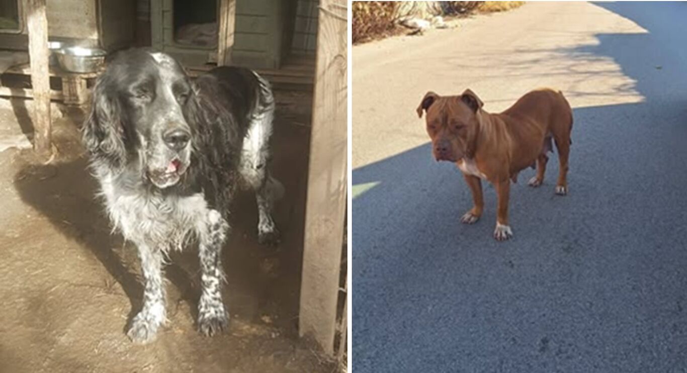 Terzigno, raid in un rifugio per cani: animali picchiati e due rubati