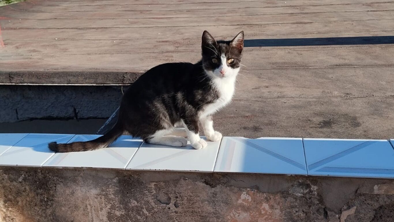 Torre del Greco, gattino bloccato sul tetto salvato dalla Polizia Locale