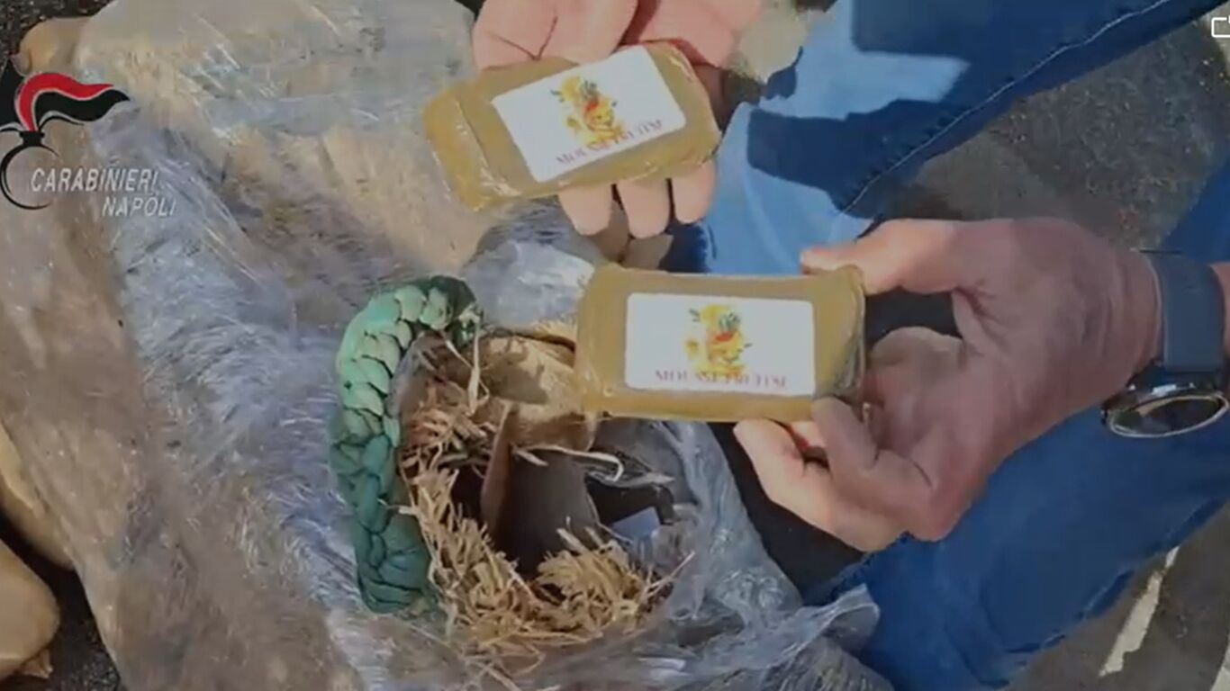 Maxi sequestro di hashish al casello di Capua: 387 chili nascosti tra le zucche